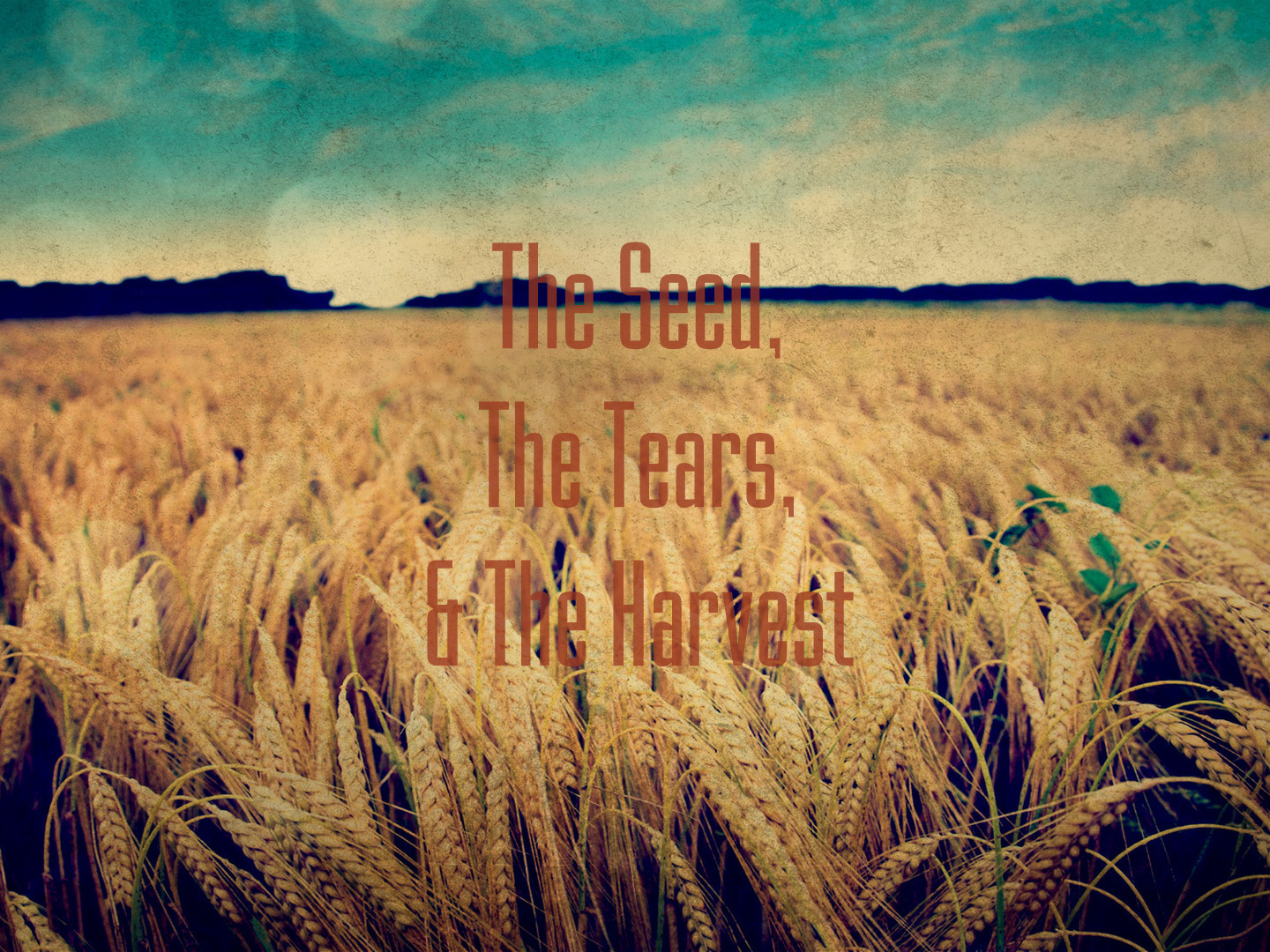 The Seed, The Tears, & The Harvest